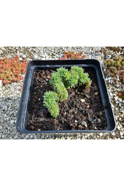 Очиток гірський Кристатум саджанець Р9